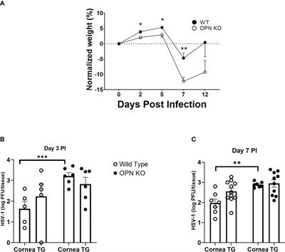 Osteopontin contributes to virus resistance associated with type I IFN expression, activation of downstream ifn-inducible effector genes, and CCR2+CD115+CD206+ macrophage infiltration following ocular HSV-1 infection of mice